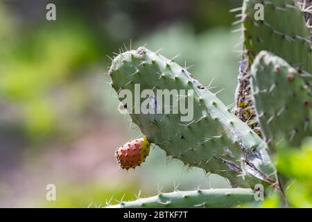 Feigenkaktus (Nopal) mit Parasiten Cochenille (Dactylopius Coccus  Stockfotografie - Alamy