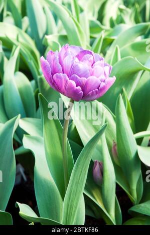 Tulipa Blue Diamond. Eine lila Pfingstrose blühte Tulpe, die im späten Frühjahr & Frühsommer blüht. .EINE doppelte spätblühende Tulpe der Abteilung 11 Gruppe Stockfoto