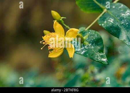 Nahaufnahme des selektiven Fokus. Blüht Arten von Hypericum bekannt unter dem gemeinsamen Namen Kanarische Inseln St. Johns Würze. Wald im verschwommenen Hintergrund. Nation Stockfoto