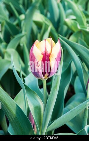 Nahaufnahme von tulipa Gavota. Eine einzelne blühende dunkelburgunderrote und blassgelbe Tulpe, die zur Triumphgruppe der Tulpen Division 3 gehört Stockfoto