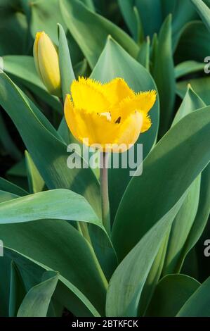 Nahaufnahme von tulipa Crystal Star. Eine einzelne, mit Fransen besäumte gelbe Tulpe, die zur umsäumten Gruppe der Tulpen Division 7 gehört Stockfoto