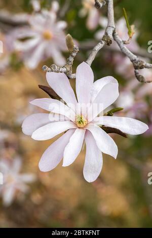 Blüten von Magnolia x Loebneri (M. kobus x M. stellata 'Ballerina') Stockfoto