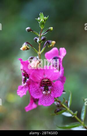 Schöne Blume draußen im Garten, Nahaufnahme in Makro und lebendige Farben. Die Blütenblätter und Details sind so klar und scharf von floralem Genuss. Stockfoto