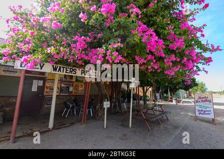 Der berühmte Daly Waters Pub mit seinen blühenden Bougainvillea, Northern Territory, NT, Australien Stockfoto