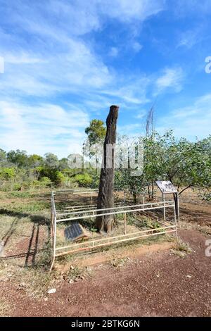 Der Entdecker John McDouall Stuart soll das erste "S" auf diesem Baum, Daly Waters, Northern Territory, NT, Australien, geschnitzt haben Stockfoto
