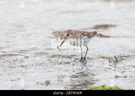 shorebird Western Sandpiper in Richmond BC Kanada Stockfoto