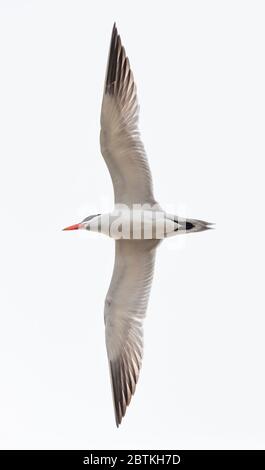 Fliegende kaspische Seeschwalbe in Richmond BC Kanada Stockfoto