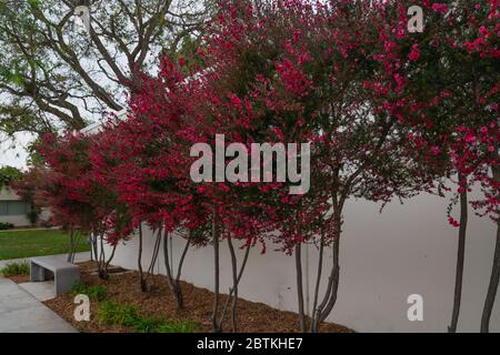 Gasse von Manuka-Bäumen. Leptosperum scoparium, neuseeländischer Teebaum mit schönen rosafarbenen Blumen Stockfoto