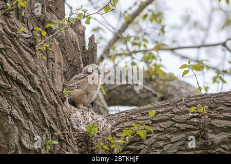 Great horned owl Nest und Owlet am Delta BC Kanada Stockfoto