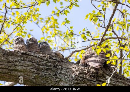 Great horned owl Nest und Owlet am Delta BC Kanada Stockfoto