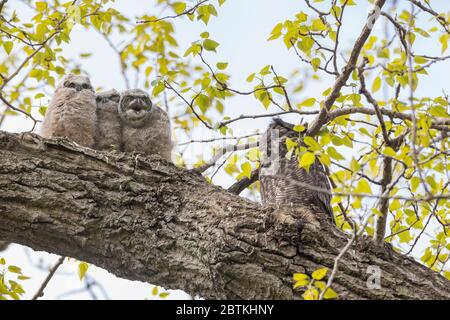 Great horned owl Nest und Owlet am Delta BC Kanada Stockfoto