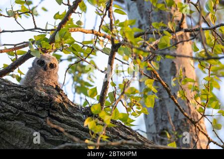 Great horned owl Nest und Owlet am Delta BC Kanada Stockfoto