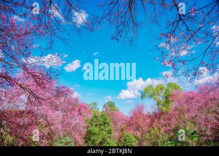 Blüte der wilden Himalaya-Kirsche (Prunus cerasoides) oder der Riesentiger Blume auf blauem Himmel Hintergrund in Chiang Mai, Thailand. Stockfoto