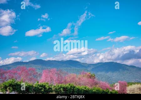 Blüte der wilden Himalaya-Kirsche (Prunus cerasoides) oder der Riesentiger Blume in Chiang Mai, Thailand. Stockfoto