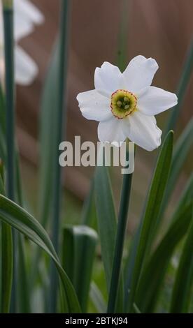 Ein einziger weißer Narcissus Daffodil in freier Wildbahn. (Narcissus poeticus) Stockfoto