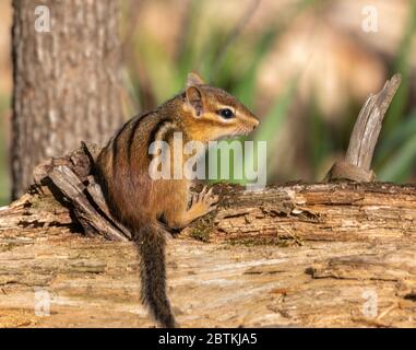 Ein süßer Ostchipmunk sitzt auf einem Holzblock in Muskoka. Stockfoto