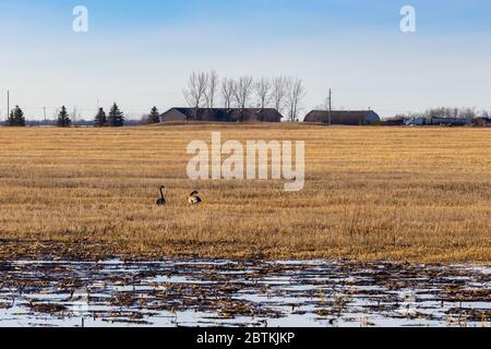 Kanadische Gänse füttern auf einem Feld, nachdem sie im Frühjahr in die Saskatchewan Prärien zurückgekehrt sind Stockfoto