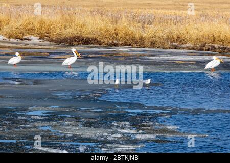 Amerikanische Weiße Pelikane und Möwen stehen auf dem restlichen Eis, das sich während der Wintermonate in Saskatachewan Kanada am Blackstrap Lake gebildet hat Stockfoto