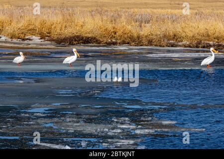 Amerikanische Weiße Pelikane und Möwen stehen auf dem restlichen Eis, das sich während der Wintermonate in Saskatachewan Kanada am Blackstrap Lake gebildet hat Stockfoto