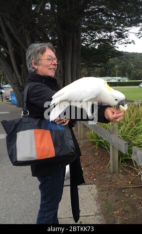 Halbwilder Schwefel Crested Cockatoo, Cacatua galerita, Essen aus einer Hand einer Frau während einer gemeinsamen menschlichen Interaktion in Lorne, Victoria, Australien Stockfoto