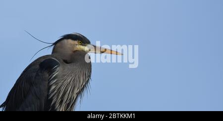 Stehender Blaureiher, Ardea herodias, Porträt gegen einen blauen Himmel. Stockfoto