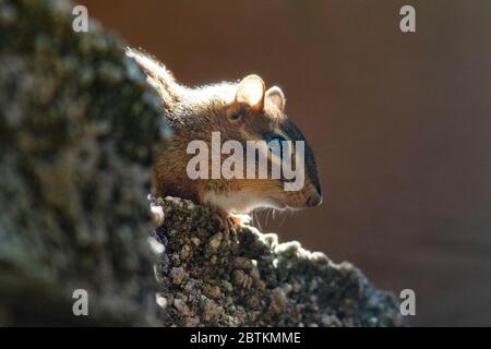 Eastern Chippmunk (Tamias striatus), der aus Felsen spägt - Brevard, North Carolina, USA Stockfoto