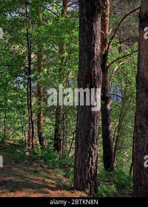 Schattige Dickicht von Bäumen im Wald Taiga im Frühjahr. Stockfoto