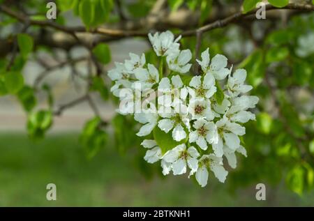 Apfelzweige, die im Frühjahr mit weißen Blüten bedeckt sind. Schönes appletree in Blüte. Stockfoto