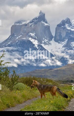 Culpeo (Lycalopex culpaeus), auch bekannt als zorro culpeo, Anden zorro oder Anden Fuchs, direkt vor den Gipfeln der Torres del Paine Stockfoto