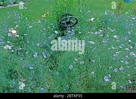 Flachs in Blüte, Linum perenne, Stockfoto