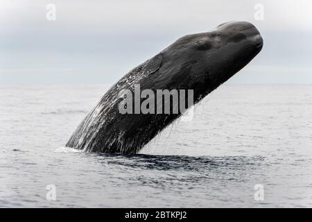 Pottwal-Breaching, Atlantischer Ozean, Pico Island, die Azoren. Stockfoto