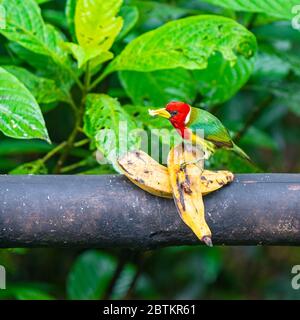 Ein männlicher Barbet mit rotem Kopf (Eubucco bourcierii), der ein Stück Banane isst, Mindo, Ecuador. Stockfoto