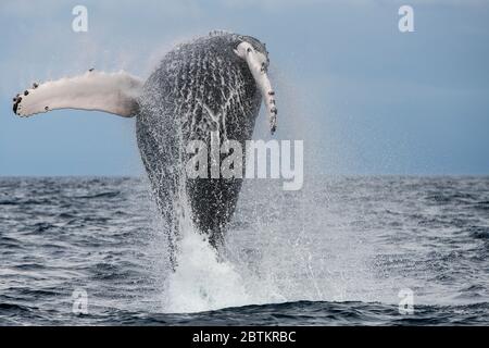 Buckelwal Break, Atlantik, die Azoren. Stockfoto