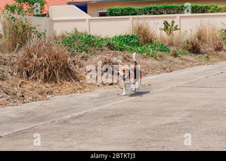Glücklich lächelnd junge Beagle Hund zu Fuß auf der Straße Stockfoto