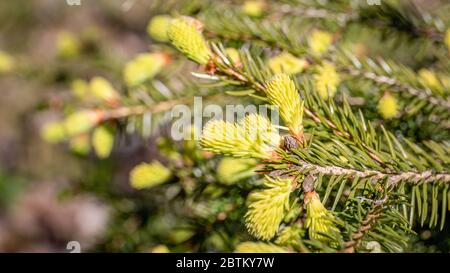 Die jungen Knospen an den Zweigen der Fichte. Sonniger Tag im Wald, Frühlingssaison, Naturprozesse Stockfoto