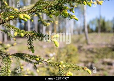 Die jungen Knospen an den Zweigen der Fichte. Sonniger Tag im Wald, Frühlingssaison, Naturprozesse Stockfoto