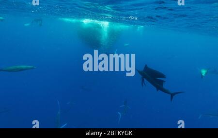 Segelfische schwimmen in Richtung sehr großer Makrelenköder, wo gestreifter Marlin und kalifornische Seelöwen sich ernähren, Pazifischer Ozean, Baja California. Stockfoto