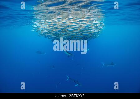 Gestreifter Marlin und kalifornische Seelöwen, die sich auf einem sehr großen Makrelenkaitball, Pazifik, Baja California, Mexiko, ernähren. Stockfoto