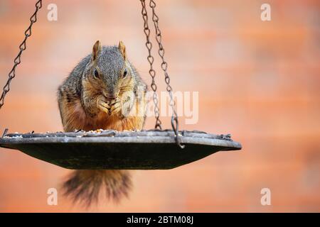 Eichhörnchen (Sciurus niger), die Samen aus dem Vogelfutter essen Stockfoto