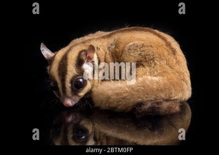 Sugar Glider - Petaurus breviceps isoliert auf schwarzem Hintergrund Stockfoto