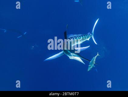 Gestreifter Marlin, der sich auf Makrelen, Pazifik, Baja California, Mexiko ernährt. Stockfoto