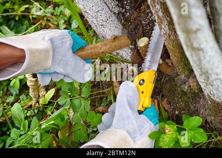 Hände mit Handschuhen von Gärtner, die Wartungsarbeiten, Baumschnitt Stockfoto