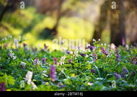 Frühlingswald mit blühenden Corydalis Cava Blumen Stockfoto