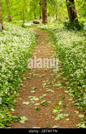 Pfad durch Wälder mit Bärlauch-Blüten Stockfoto