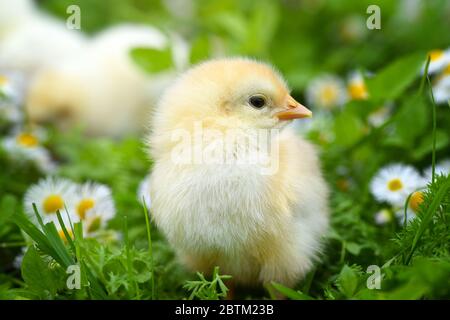Kleine Hühner auf grünem Gras mit Gänseblümchen Stockfoto