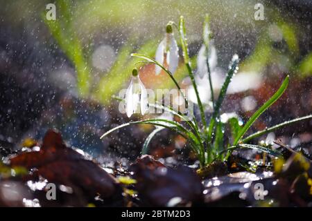 Schneeglöckchen (Galanthus) mit Regen im Sonnenlicht. Vorboten der Erwärmung symbolisieren die Ankunft des Frühlings. Stockfoto