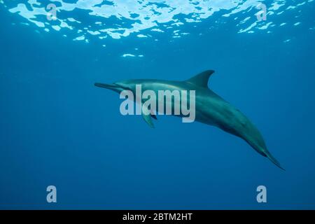 Hawaiianische Spinner Delfine schwimmen entlang der Kona Küste, Big Island Hawaii. Stockfoto