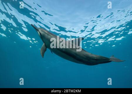 Hawaiianische Spinner Delfine schwimmen entlang der Kona Küste, Big Island Hawaii. Stockfoto