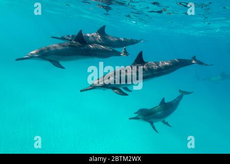 Hawaiianische Spinner Delfine schwimmen entlang der Kona Küste, Big Island Hawaii. Stockfoto