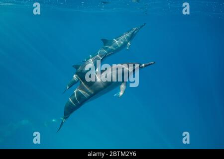 Hawaiianische Spinner Delfine schwimmen entlang der Kona Küste, Big Island Hawaii. Stockfoto